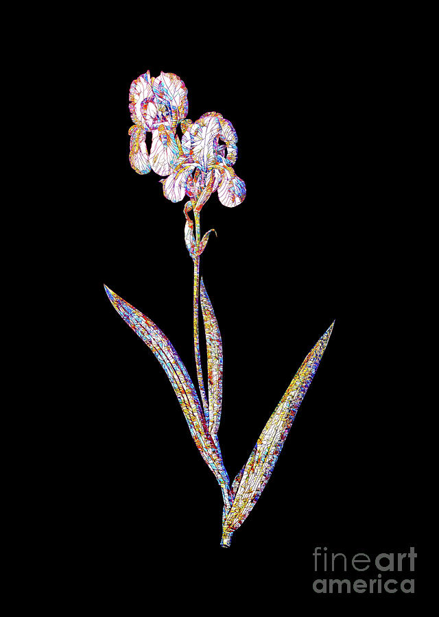 Mosaic Tall Bearded Iris Botanical Art On Black #1 Mixed Media by Holy Rock Design