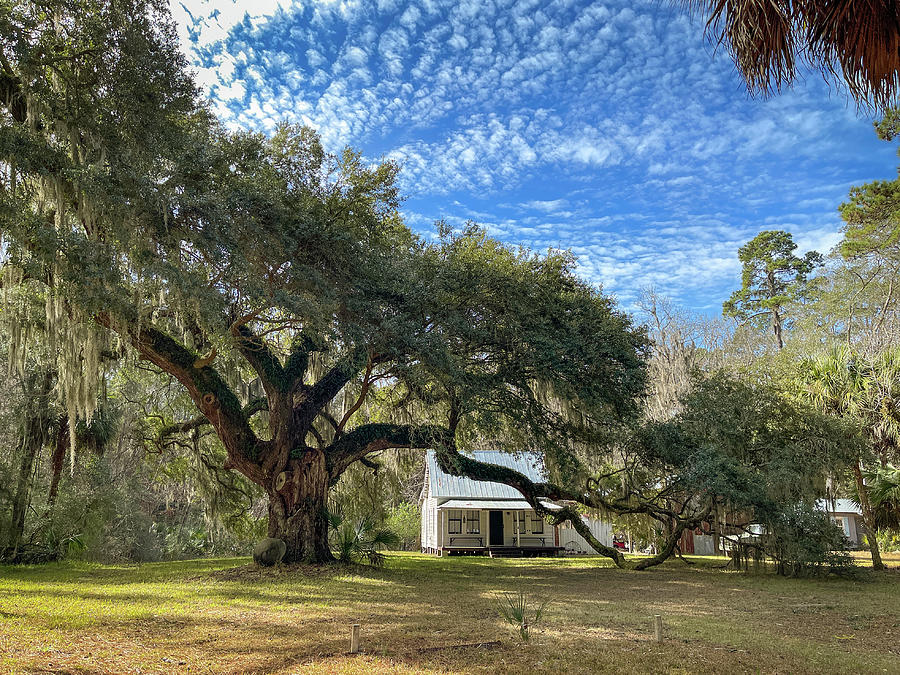 Moses Ficklin Oak Tree and Cottage, Daufuskie Island, South Carolina #1 Photograph by Dawna Moore Photography