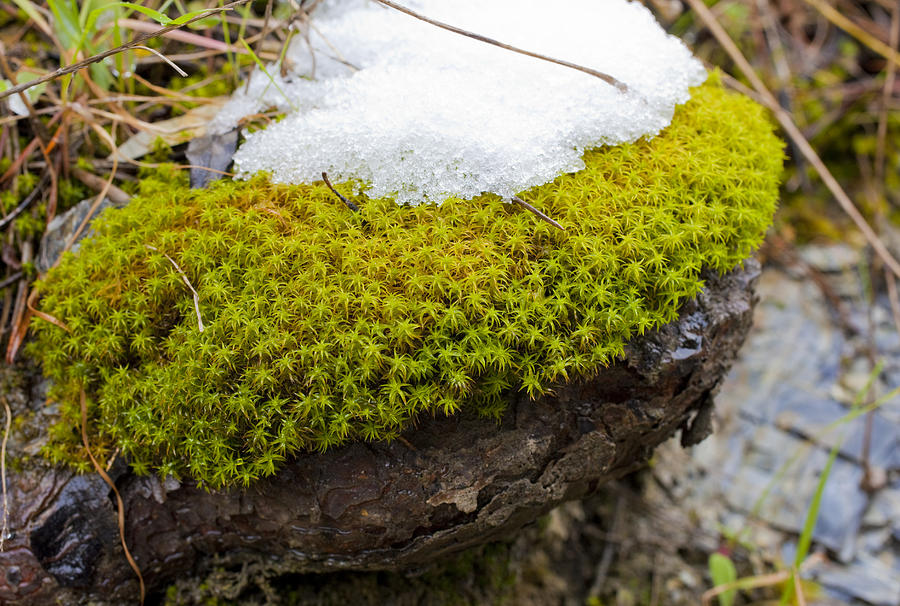 Moss and snow #1 Photograph by Imv