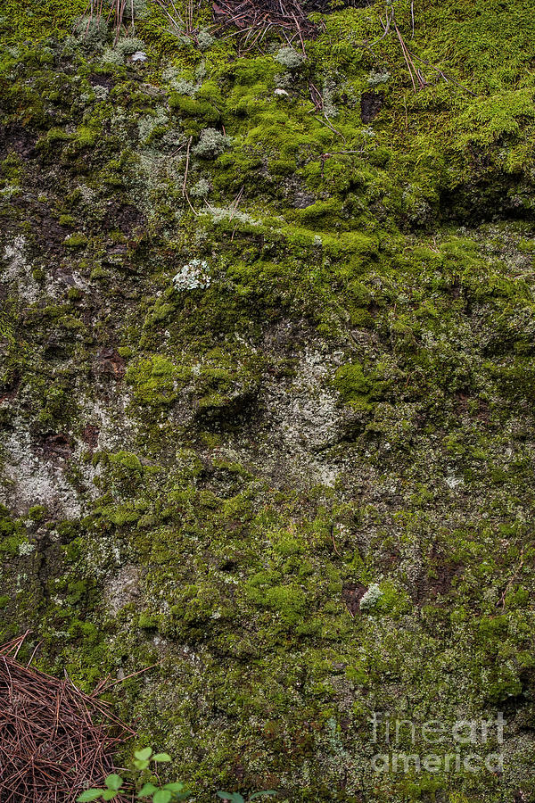 Moss on a natural wall. #1 Photograph by Perry Van Munster