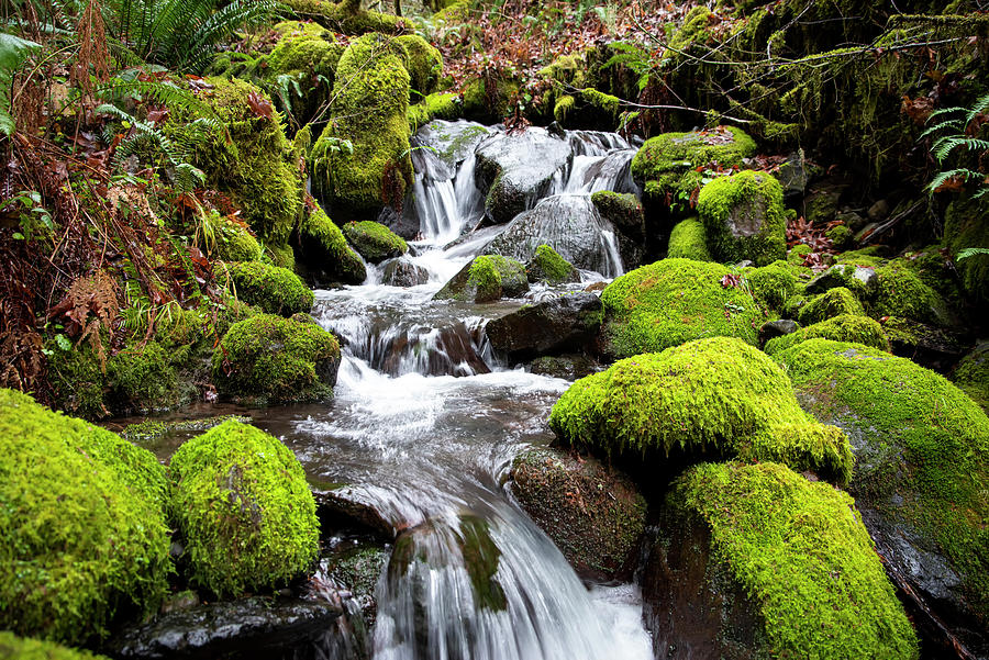 Mossy Cascade Photograph by Steven Clark - Fine Art America