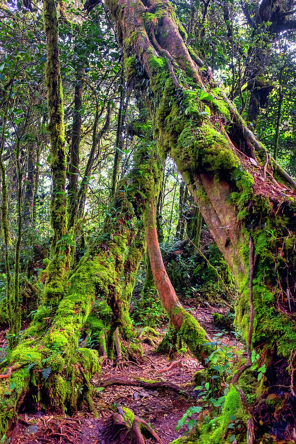 Mossy Forest #1 Photograph by Fabrizio Troiani