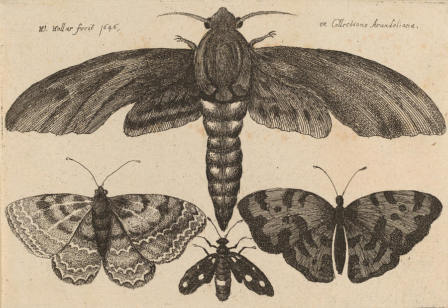 Moth and three butterflies #2 Drawing by Wenceslaus Hollar