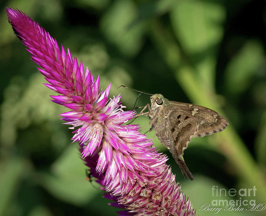 Moth #1 Photograph by Barry Bohn