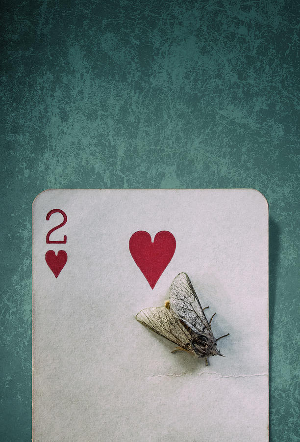 Moth On 2 of Hearts #1 Photograph by Carlos Caetano