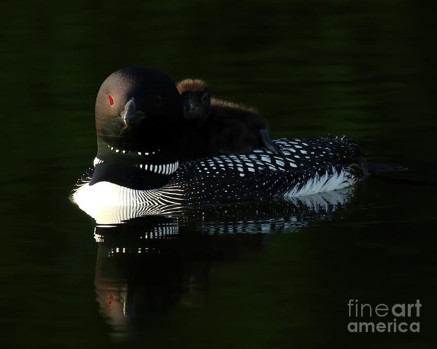 Mother and baby loon #1 Photograph by Heather King