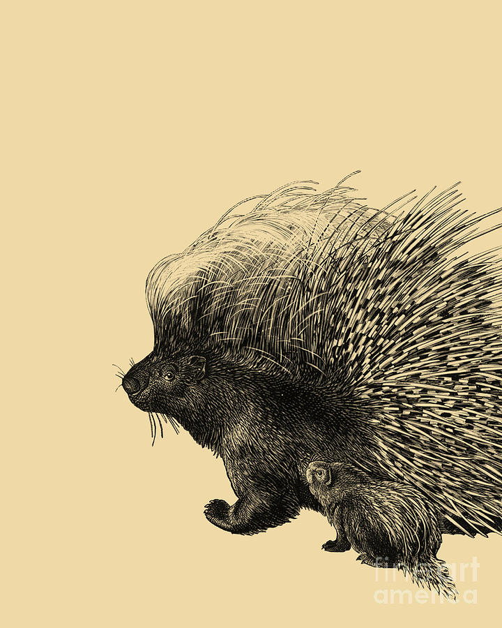 Wildlife Digital Art - Mother And Baby Porcupine #2 by Madame Memento