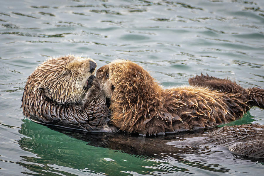 Mother and Baby Sea Otter Photograph by Rik Strickland - Fine Art America