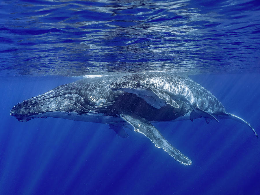 Mother And Calf Humpback Whale Photograph