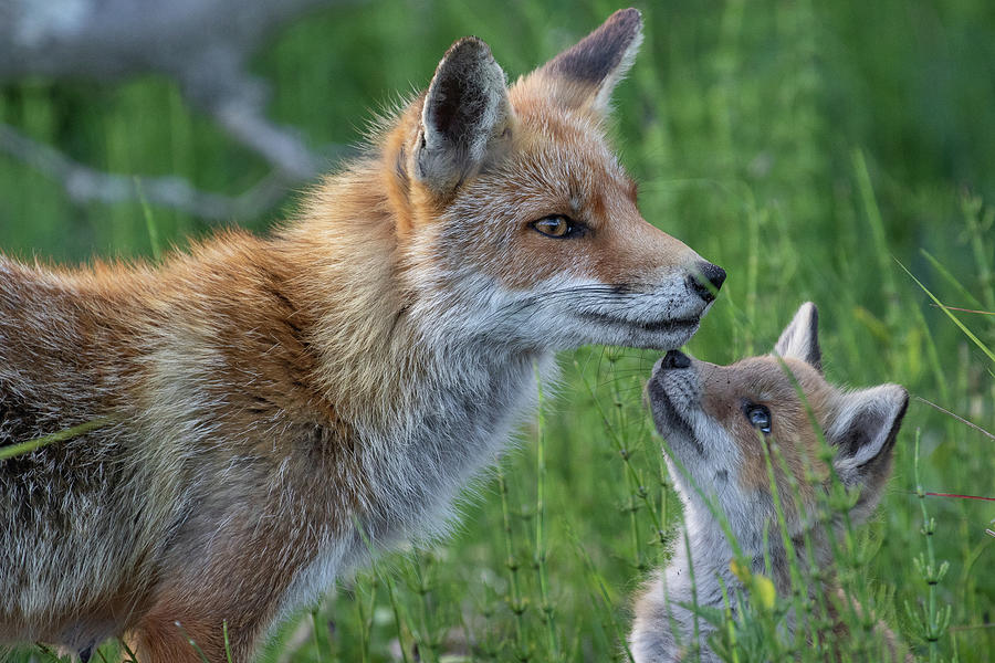 Mother fox and her cub Photograph by Shirley Kroos