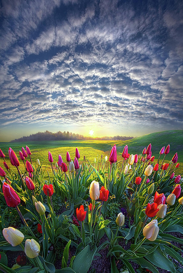 Mothers Day #1 Photograph by Phil Koch