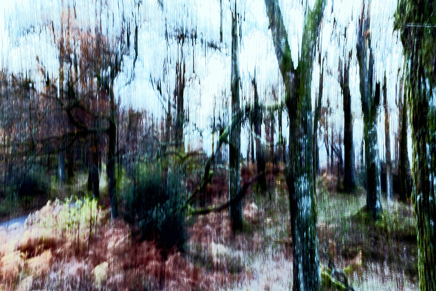 Motion Blur Trees Abstract Photograph By Graham Moore - Fine Art America