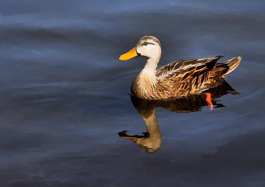 Mottled Duck Reflection #1 Photograph by Rosalie Scanlon