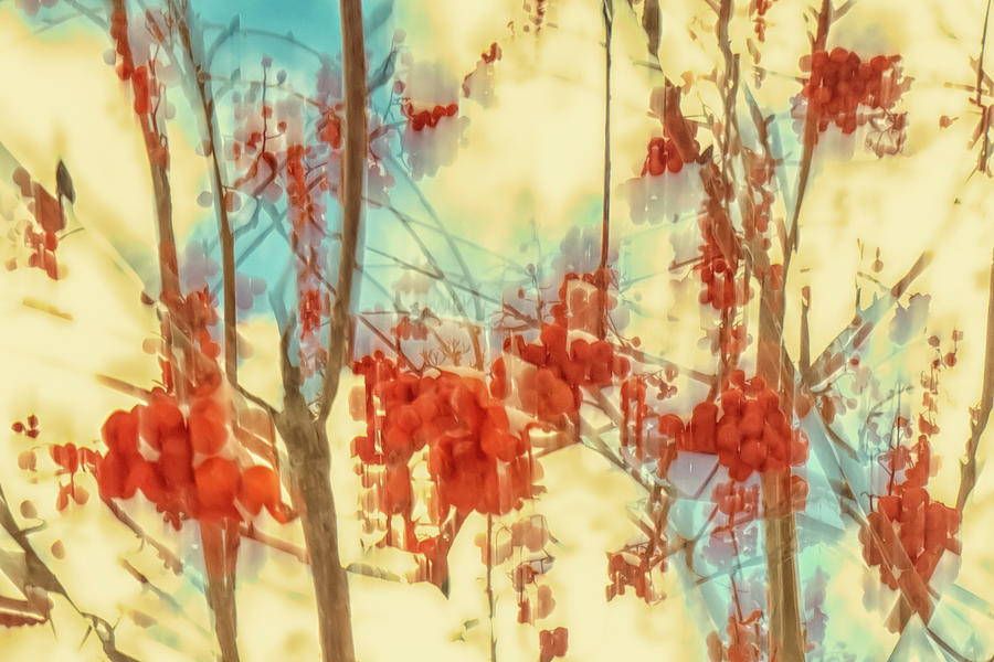 Mountain Ash Berries by Dutch Bieber Mountain Ash Berries by Dutch Bieber