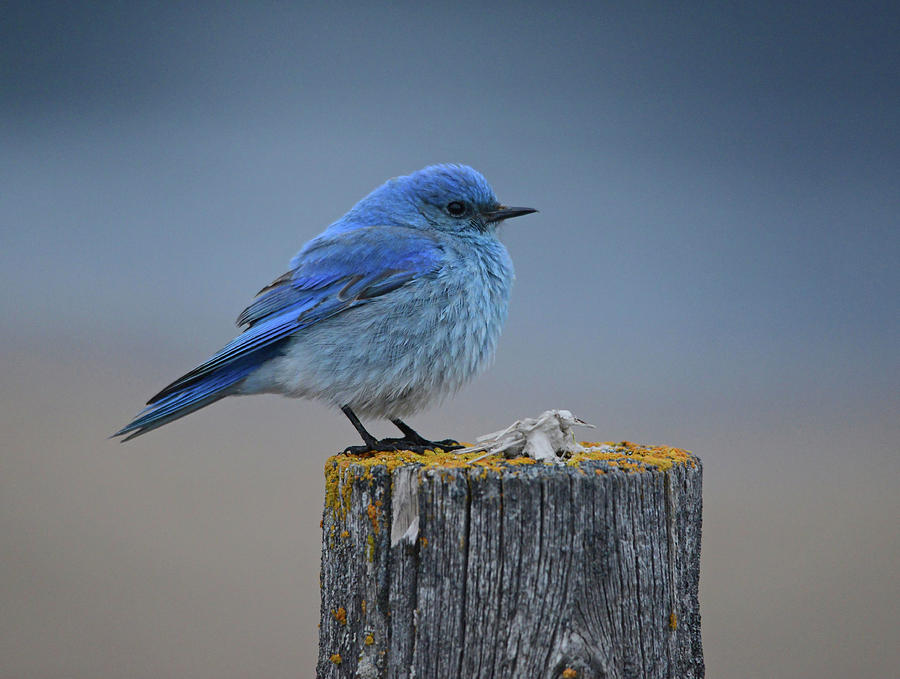 Mountain Bluebird 2 #1 Photograph by Whispering Peaks Photography