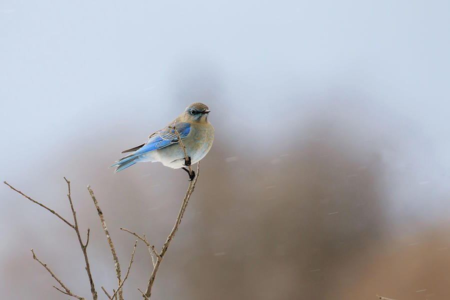 Mountain Bluebird  #1 Photograph by Gary Hall