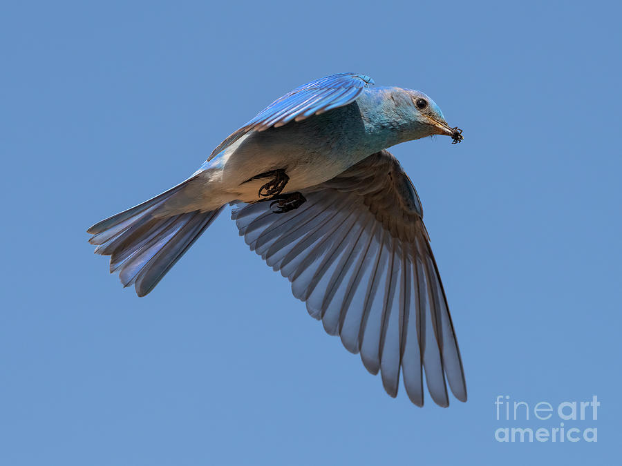 Mountain Bluebird Hover #2 Photograph by Michael Dawson