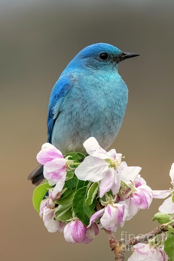 Bluebird Photograph - Mountain Bluebird Spring #1 by Michael Dawson