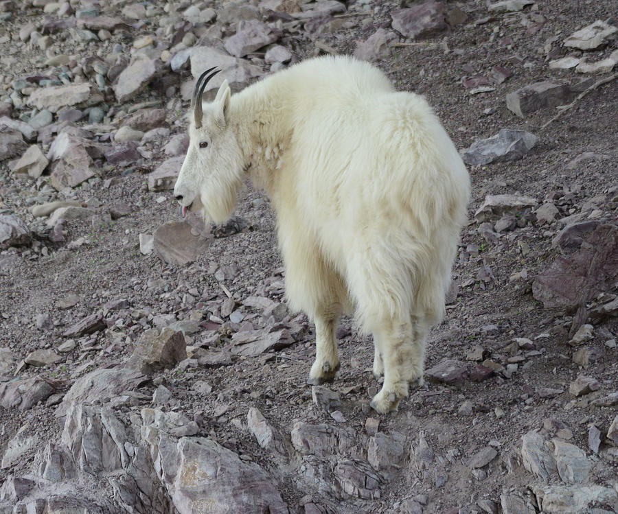 Wildlife Photograph - Mountain Goat 2 #2 by Whispering Peaks Photography