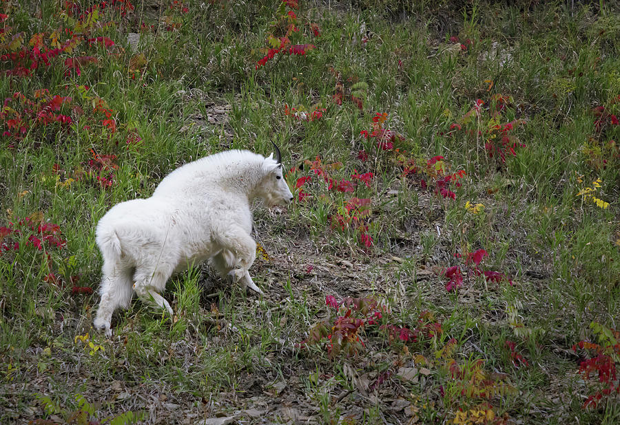 Mountain Goat #1 Photograph by Laura Terriere