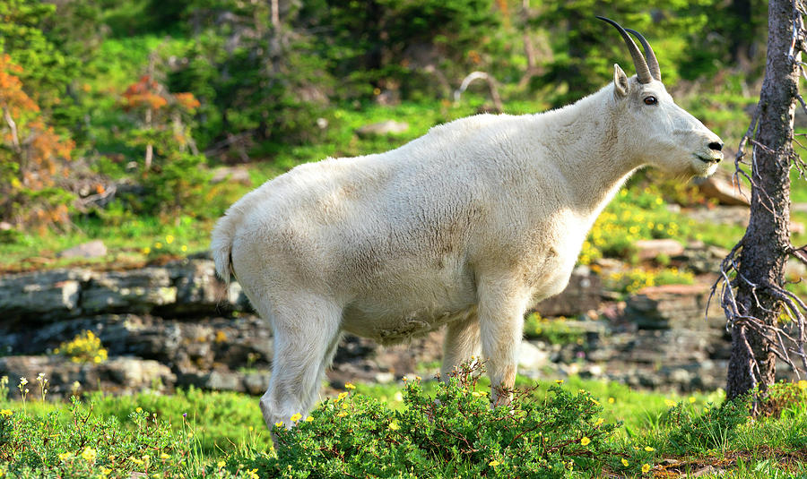 Mountain Goat  #1 Photograph by Rick Wilking