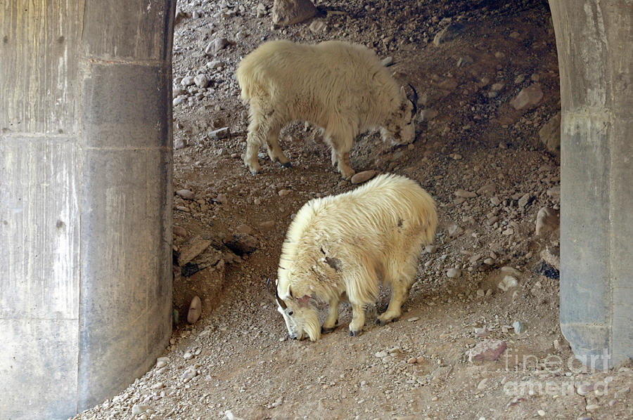 Mountain goat salt lick #1 Photograph by Cindy Murphy