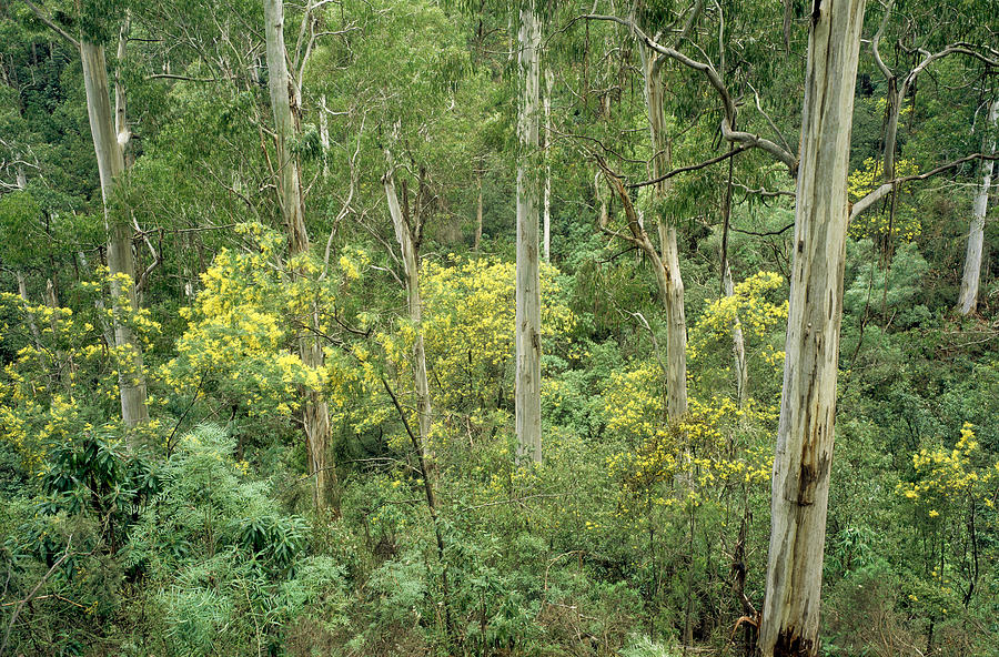 Mountain Gums And Silver Wattle, Victoria, Australia. #1 Photograph by Ted Mead