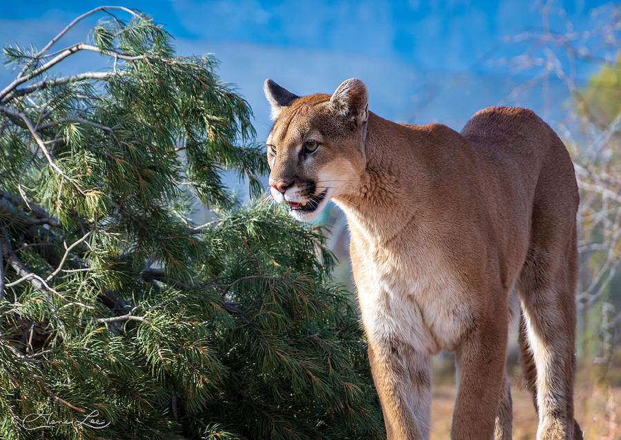 Mountain Lion #1 Photograph by Geno Lee