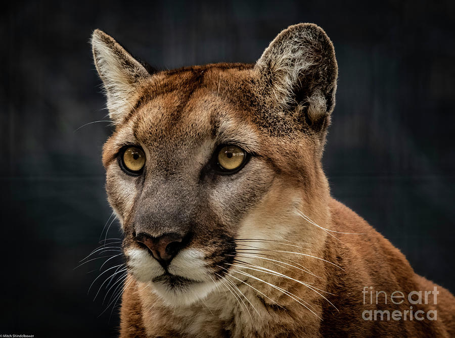 Mountain Lion Portrait Photograph by Mitch Shindelbower - Fine Art America