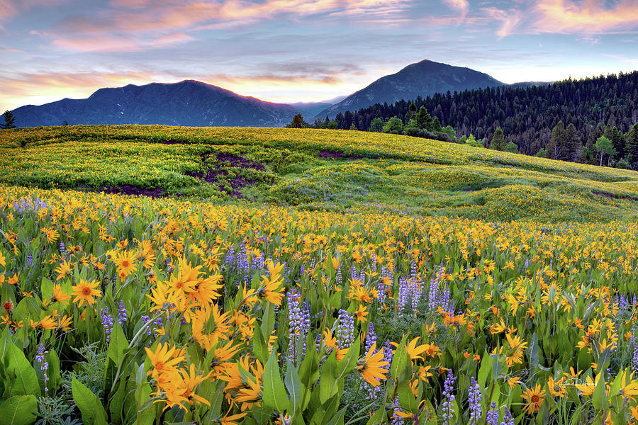 Mountain Wildflower Grandeur #1 Photograph by Leland D Howard