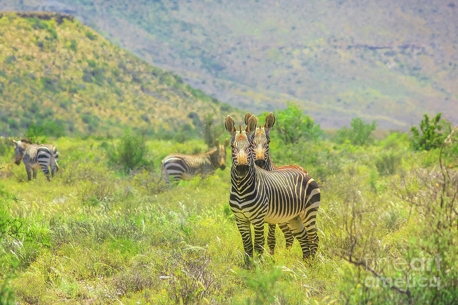 Mountain zebras in Karoo NP #1 Digital Art by Benny Marty