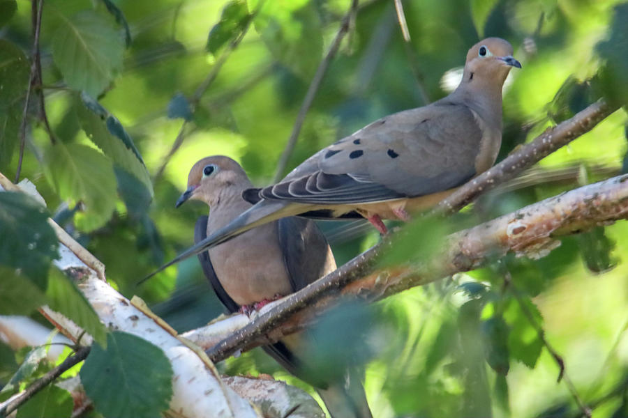 Mourning Dove Pair Photograph by Craig Fentiman - Fine Art America