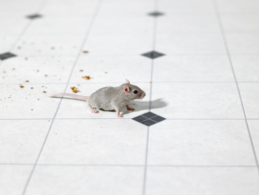 Mouse on kitchen floor #1 Photograph by Michael Blann