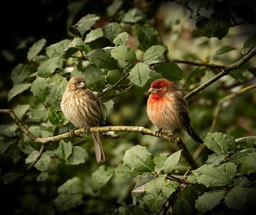 Mr. and Mrs. House Finch  #1 Photograph by Linda Stern