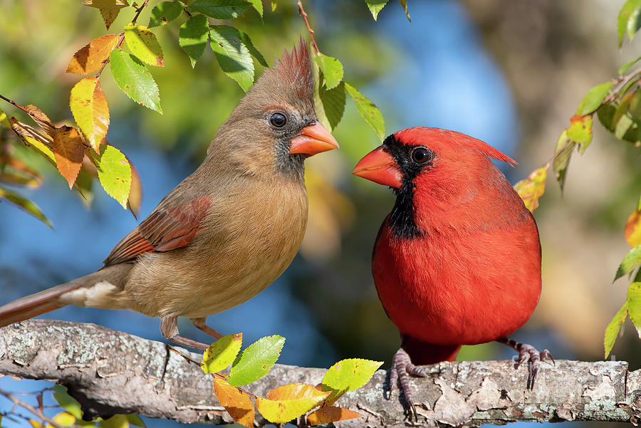 Mr. and Mrs. Northern Cardinal in Conversation Photograph by Bonnie Barry