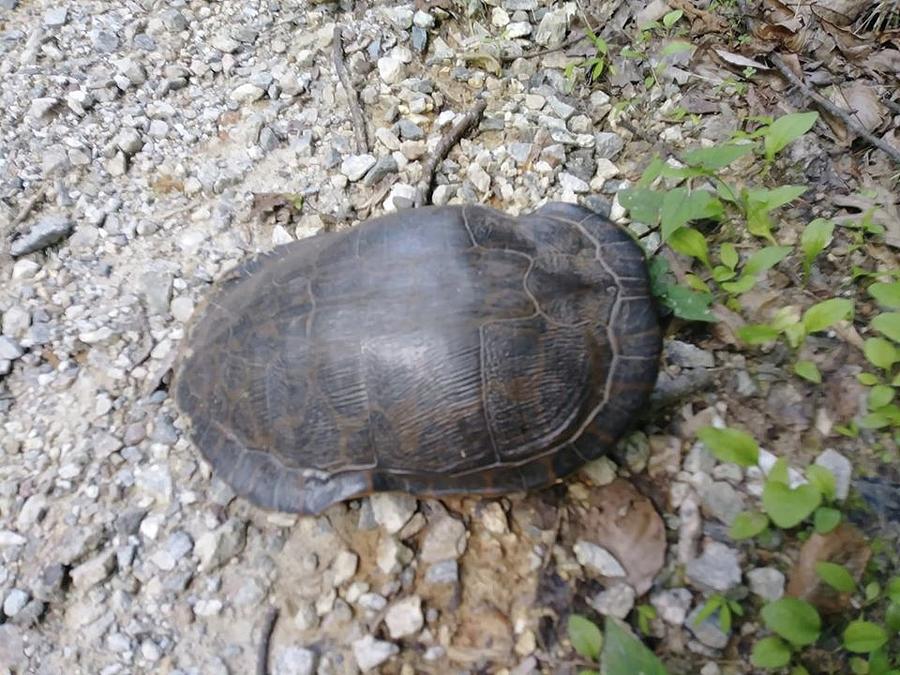 Mr. Oogway Photograph by Charlotte Gray - Fine Art America