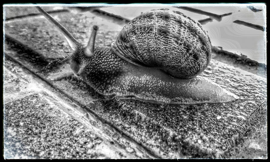 Mr. Snail 20150808606 #1 Photograph by TomiRovira