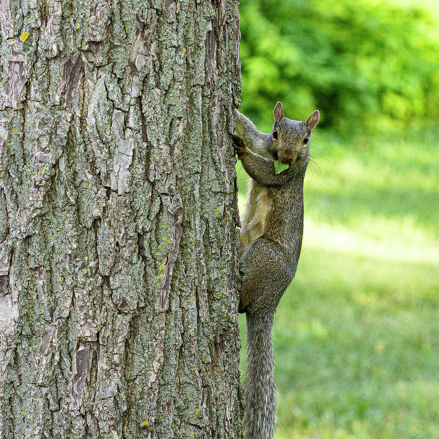 Mr. Squirrel Photograph by David Morehead