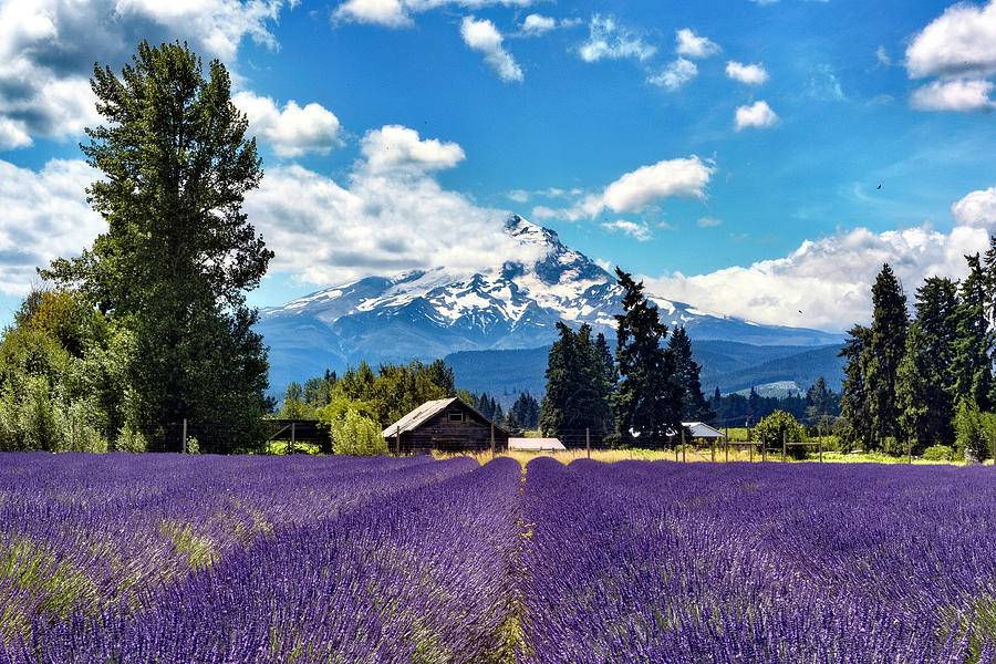 Mt Hood Lavender Field by Harold Carlson Mt Hood Lavender Field by Harold Carlson