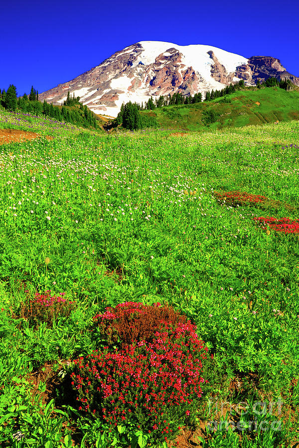 Mt Rainier wildflower #2 Photograph by Tami Boelter