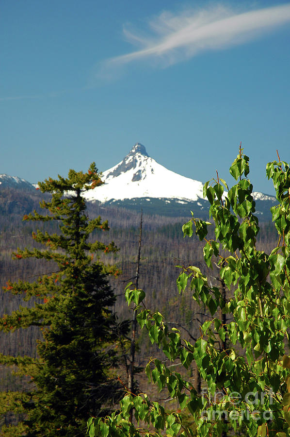 Mt. Washington #1 Photograph by Cindy Murphy