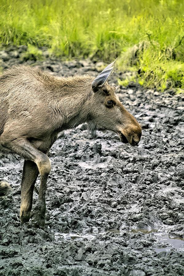 Moose Standing in Muddy Field Photograph by Ian McAdie