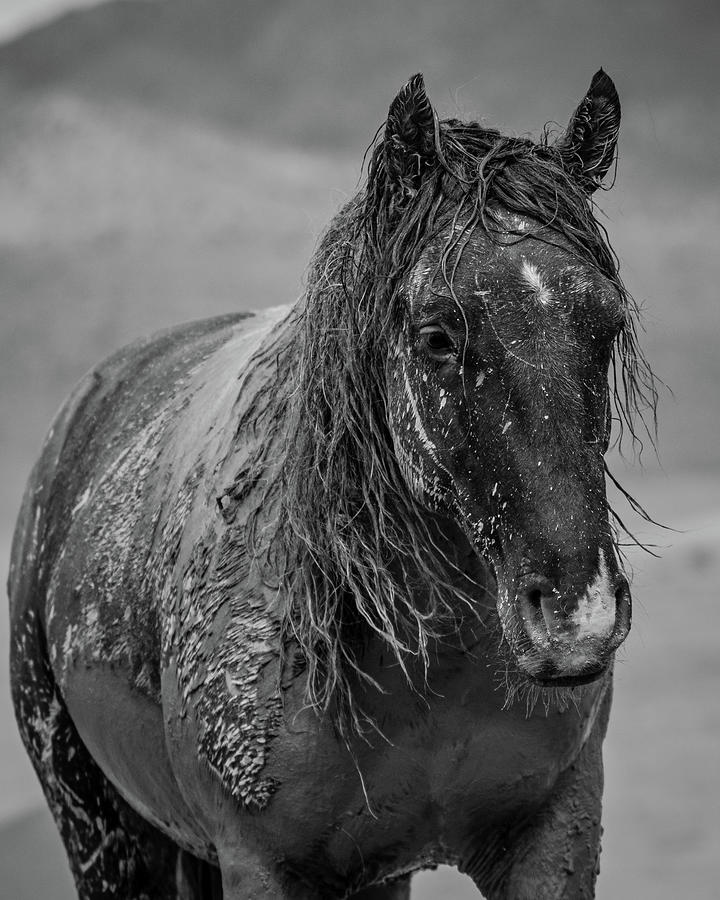 Muddy Mustang #1 Photograph by Mary Hone