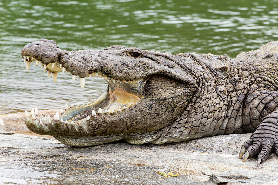 Mugger crocodile #1 Photograph by SAURAVphoto Online Store