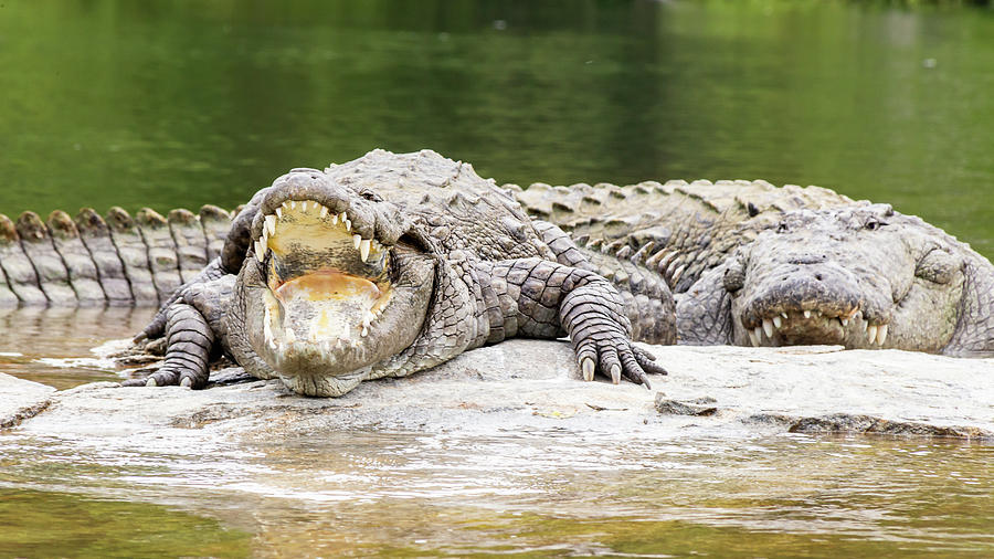 Mugger crocodiles #1 Photograph by SAURAVphoto Online Store