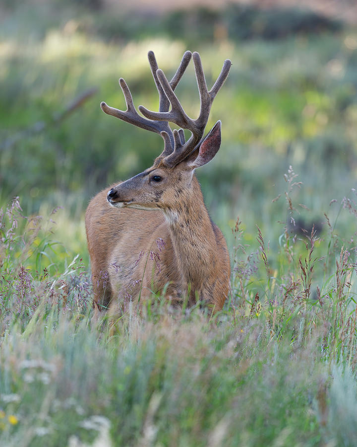 Mule Deer Buck in Velvet  #1 Photograph by Gary Langley