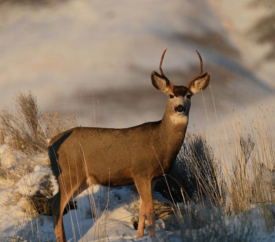 Mule deer buck Photograph by Tonya Jones - Fine Art America