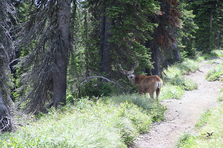 Mule Deer Photograph by Daryl Benson - Fine Art America