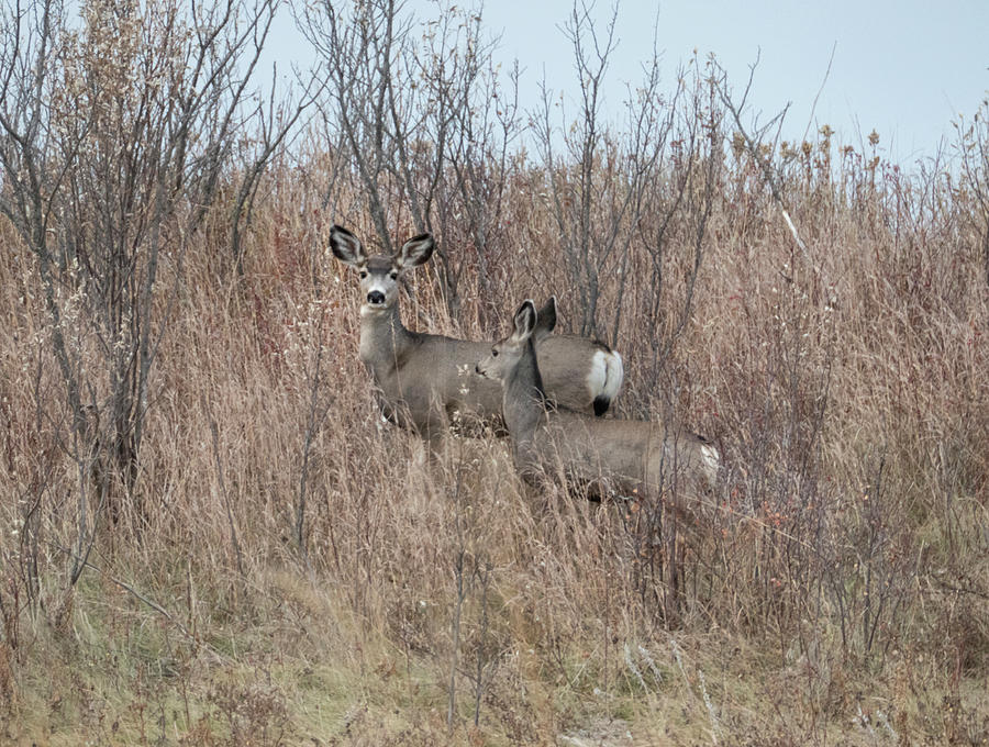Deer Photograph - Mule Deer Doe And Yearling #1 by Phil And Karen Rispin