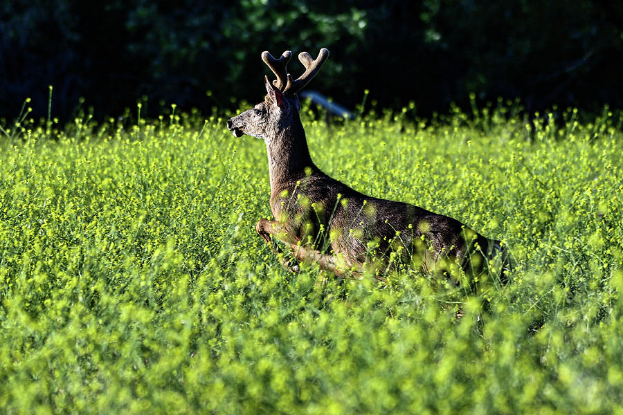 Mule Deer - Odocoileus hemionus #1 Photograph by Amazing Action Photo Video